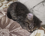 Кошки в Ливны: Котенок Американский керл, 15 000 руб. - фото 6
