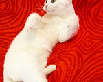 Кошки в Колпашево: Котёнок девочка Девочка, Бесплатно - фото 3