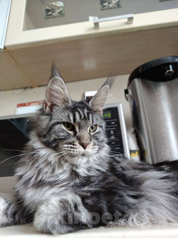 Кошки в Санкт-Петербурге: Шикарная меховая девочка Девочка, 50 000 руб. - фото 2