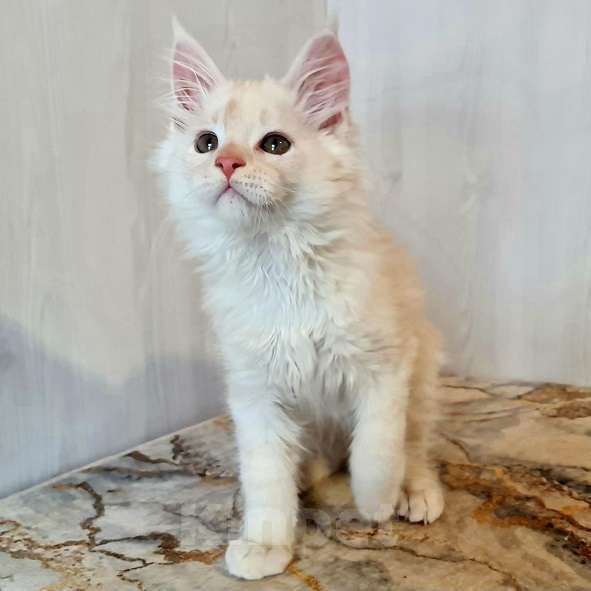 Кошки в других городах Ярославской области: Котята Мейн кун Мальчик, Бесплатно - фото 9