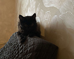 Кошки в Москве: Отдам котёнка в добрые руки  Мальчик, Бесплатно - фото 2