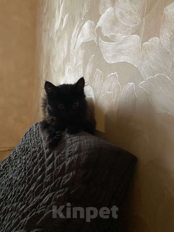 Кошки в Москве: Отдам котёнка в добрые руки  Мальчик, Бесплатно - фото 2