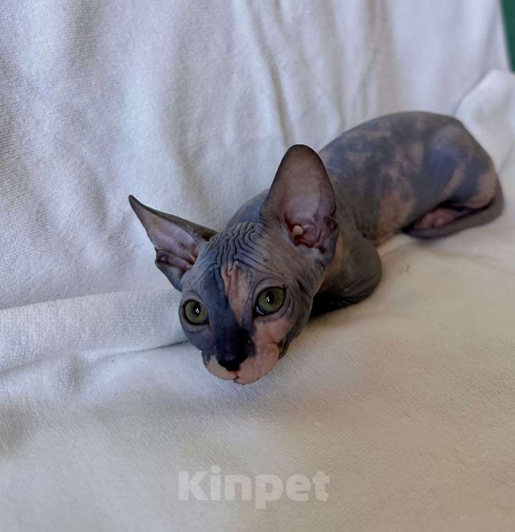Кошки в Москве: Девочка канадского сфинкса  Девочка, 45 000 руб. - фото 2