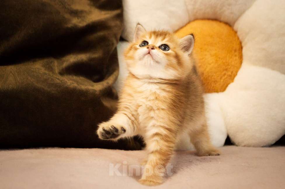 Кошки в Липецке: Шотландец 1 Мальчик, 18 000 руб. - фото 10