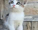Кошки в Астрахани: Дворовая кошка родила котят Мальчик, Бесплатно - фото 8