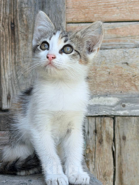 Кошки в Астрахани: Дворовая кошка родила котят Мальчик, Бесплатно - фото 8