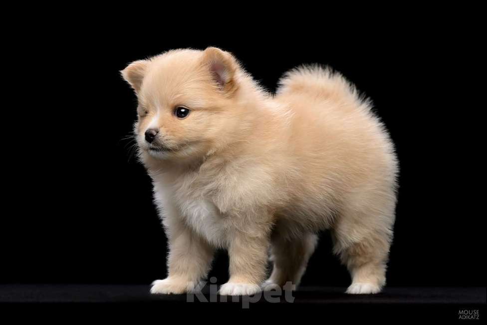 Собаки в Воткинске: Немецкий шпиц малый Девочка, 45 000 руб. - фото 1