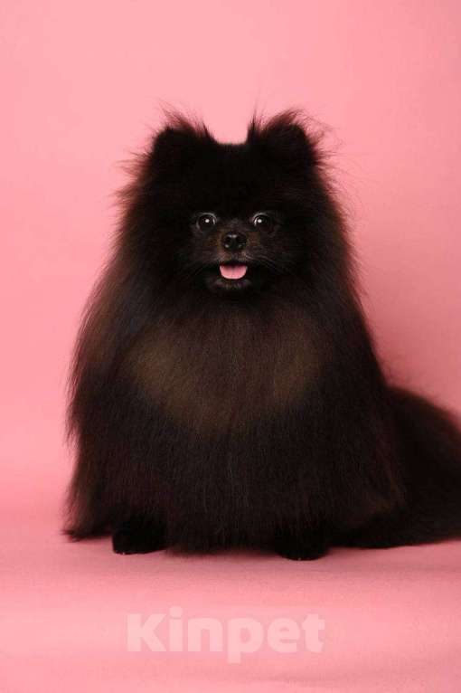 Собаки в Москве: Щенки померанский шпиц, кобель, черный Мальчик, 70 000 руб. - фото 10