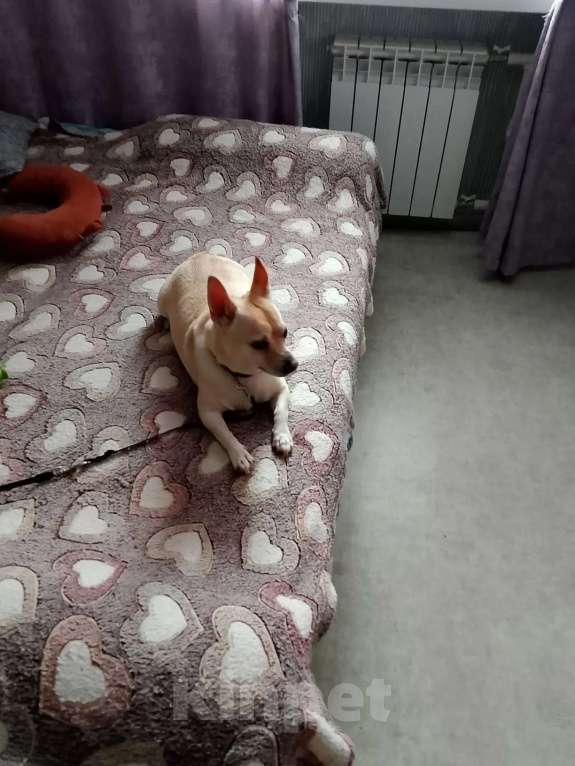 Собаки в Волгограде: Отдам в добрые руки Мальчик, Бесплатно - фото 1