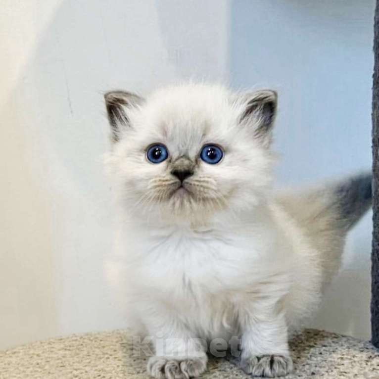 Кошки в Перми: Рэгдолл выслкопородная малышка Девочка, 80 000 руб. - фото 2