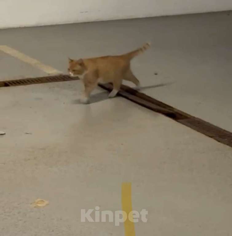 Кошки в Красногорске: Найден рыжий взрослый котенок Мальчик, Бесплатно - фото 3