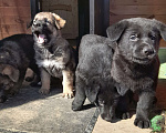 Собаки в других городах Московской области: Щенок немецкой овчарки Девочка, 10 000 руб. - фото 2