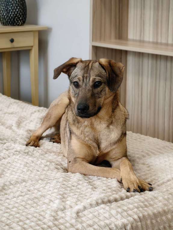 Собаки в Чехове: Алиса - идеальная собака для квартиры Девочка, Бесплатно - фото 1