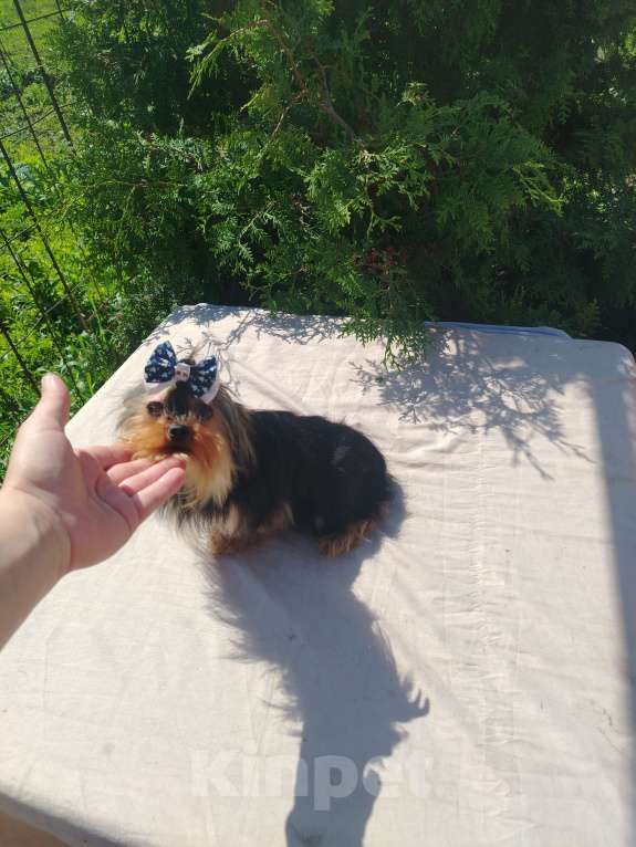 Собаки в Самаре: Шикарная миниатюрка Девочка, 25 000 руб. - фото 2