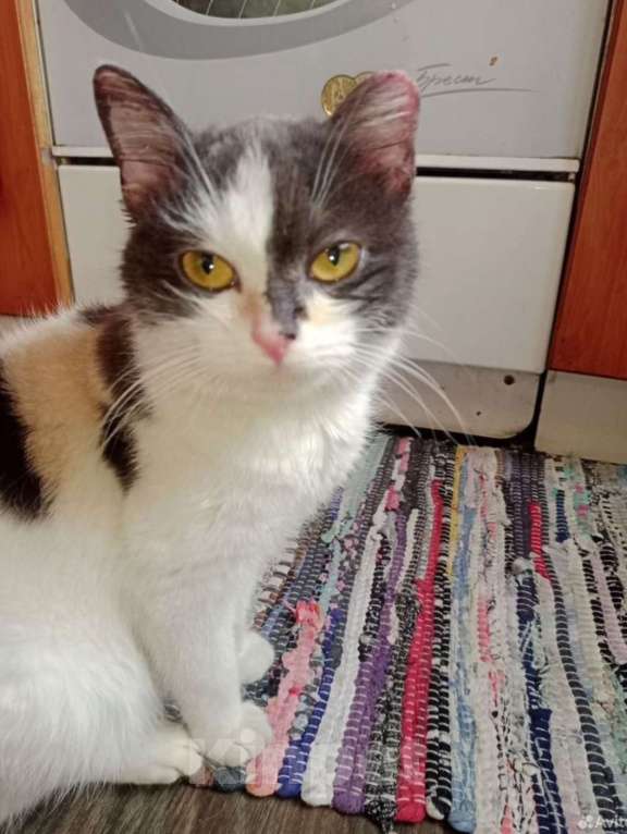 Кошки в Новокузнецке: Лапочка в добрые руки Девочка, Бесплатно - фото 2