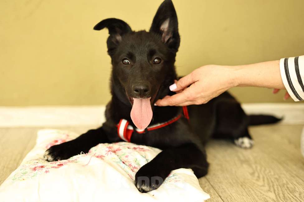 Собаки в Москве: Щенок в Москве бесплатно Девочка, Бесплатно - фото 1