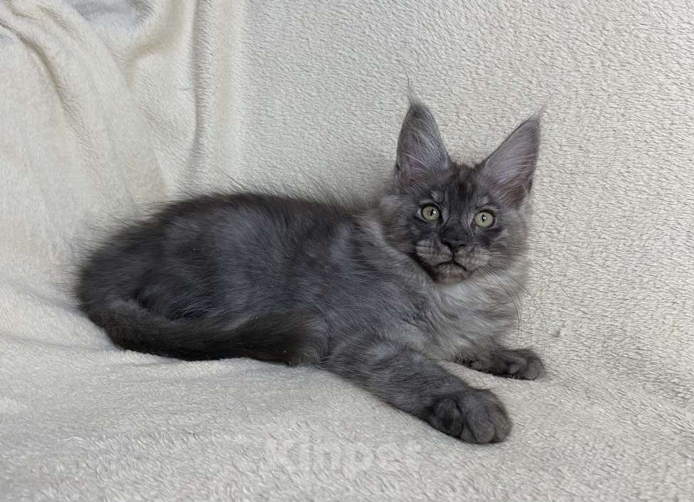 Кошки в Дмитрове: Черный дымчатый мальчик мейн кун Veles Мальчик, 60 000 руб. - фото 1