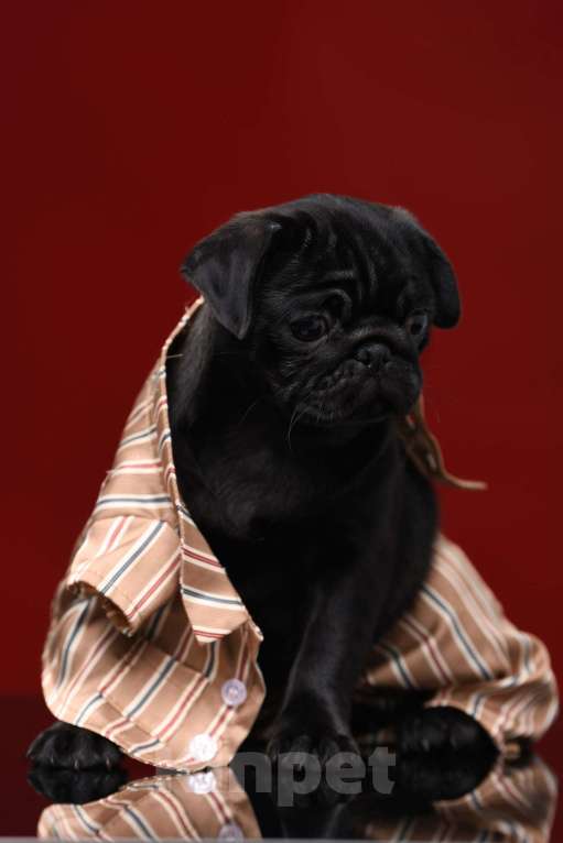 Собаки в Брянске: Питомник Academy of Life предлагает прекрасных щенков мопса от титулованной красивой пары. Мальчик, 65 000 руб. - фото 3