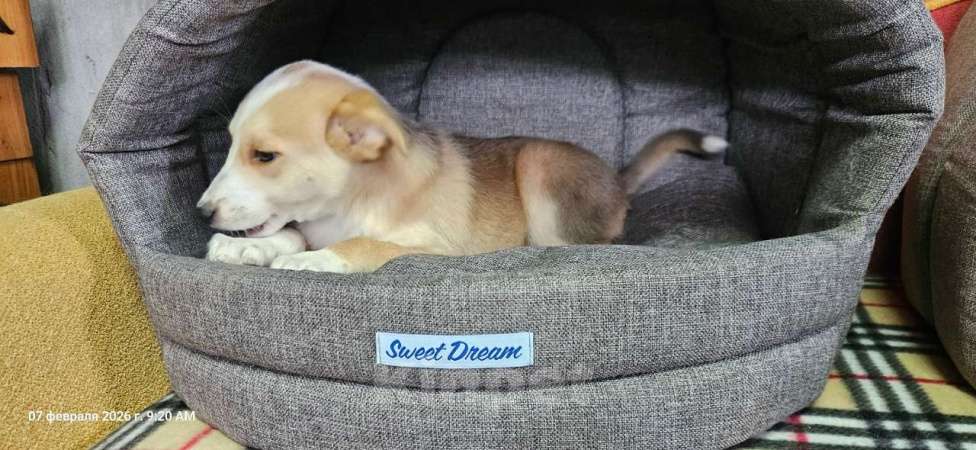 Собаки в Санкт-Петербурге: Три маленьких щеночка с короткими лапками Девочка, Бесплатно - фото 6