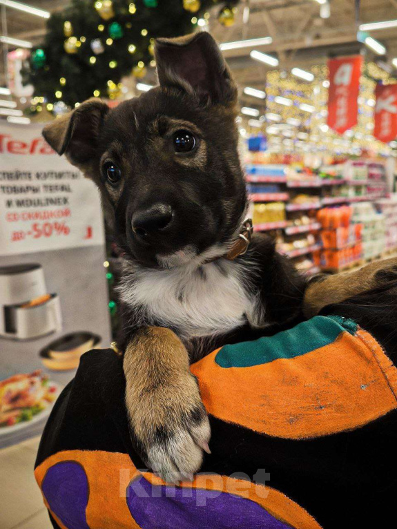 Собаки в Москве: Очаровательная малышка в поиске дома. Девочка, Бесплатно - фото 5