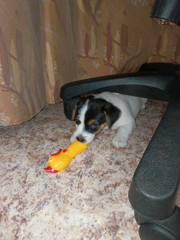 Собаки в Новосибирске: Щенок Джек Рассел Девочка, Бесплатно - фото 2