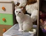 Кошки в Москве: Шотландский кот Мальчик, 10 000 руб. - фото 1