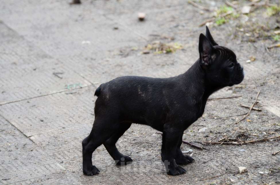 Собаки в Старом Купавне: Французская леди Девочка, 40 000 руб. - фото 3