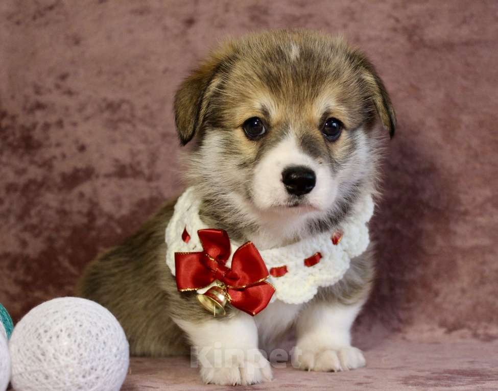 Собаки в Москве: Щенки вели корги пемброк  Мальчик, 50 000 руб. - фото 2