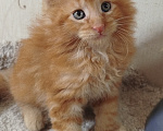 Кошки в Перми: Котенок Мейн Кун Мальчик, 60 000 руб. - фото 1