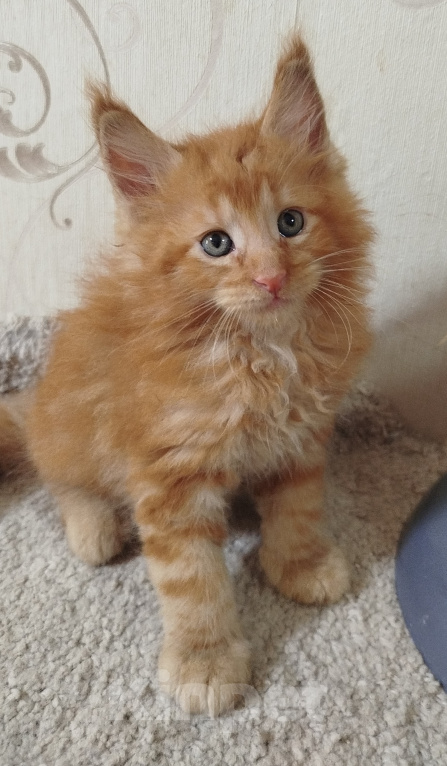 Кошки в Перми: Котенок Мейн Кун Мальчик, 60 000 руб. - фото 1