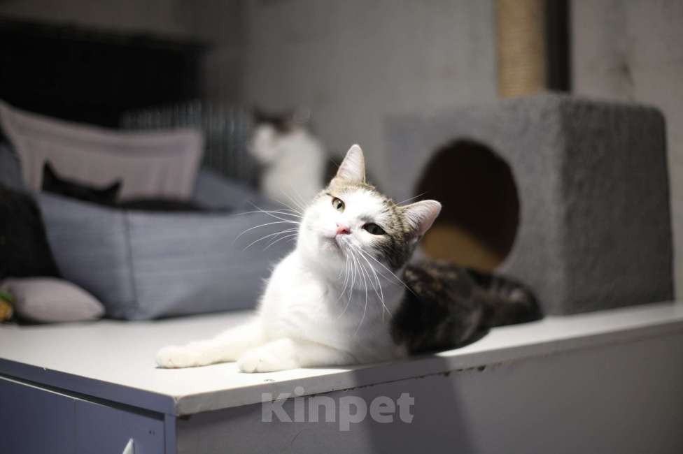 Кошки в Санкт-Петербурге:  Герда — ласковая кошка Девочка, Бесплатно - фото 2