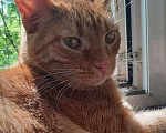 Кошки в Москве: Руди личный спортивный тренер ищет любящую семью  Мальчик, Бесплатно - фото 4