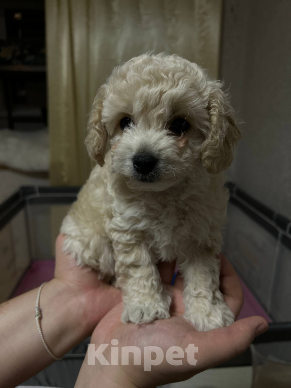 Собаки в Мытищах: Бонус Мальчик, 70 000 руб. - фото 8