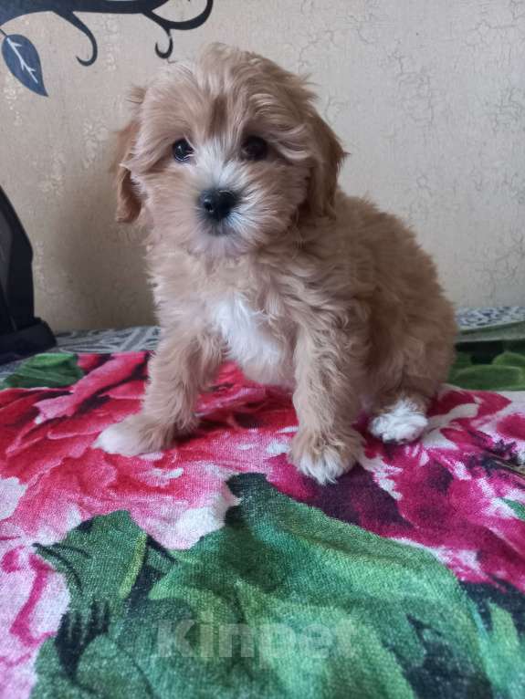 Собаки в других городах Московской области: Американо Девочка мальтипу Девочка, 50 000 руб. - фото 4