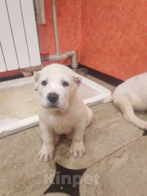 Собаки в Краснодаре: Привитые с документами щенки среднеазитской овчарки. От родителей чемпионов Разнополые, Бесплатно - фото 8