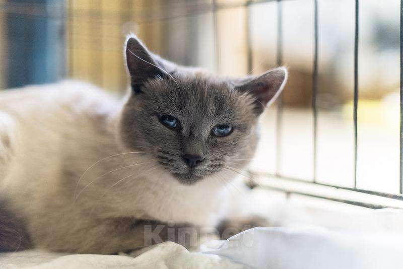 Кошки в Москве: Невероятная красавица Агата в добрые руки.  Девочка, Бесплатно - фото 1