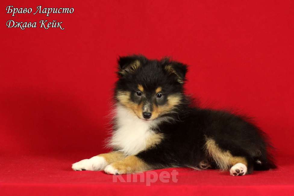 Собаки в Рязани: Щенки шелти. Девочка, Бесплатно - фото 1