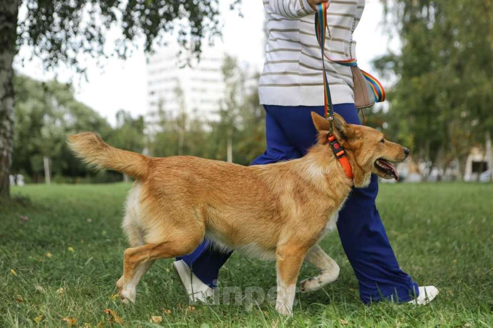 Собаки в Санкт-Петербурге: Совершенно чудесная, добрая и милая молодая собака Девочка, Бесплатно - фото 8