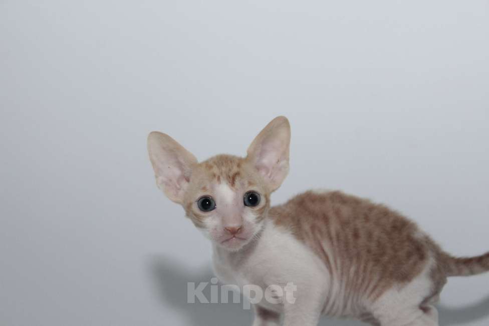 Кошки в Москве: малыши к резервированию. питомник Корнелита Мальчик, 65 000 руб. - фото 6