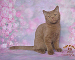 Кошки в Краснодаре: Британский котик к/ш Мальчик, Бесплатно - фото 3