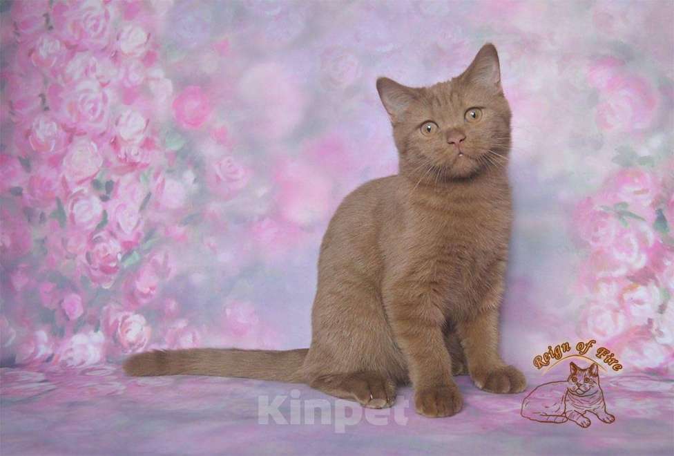 Кошки в Краснодаре: Британский котик к/ш Мальчик, Бесплатно - фото 3