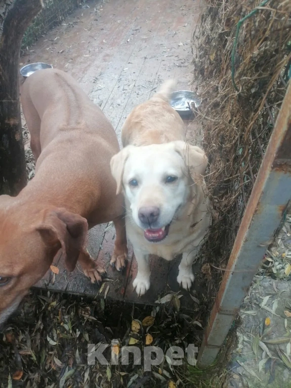 Собаки в Санкт-Петербурге: В добрые руки Девочка, Бесплатно - фото 1