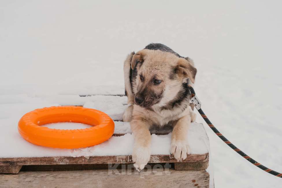 Собаки в Москве: Тики Девочка, Бесплатно - фото 4