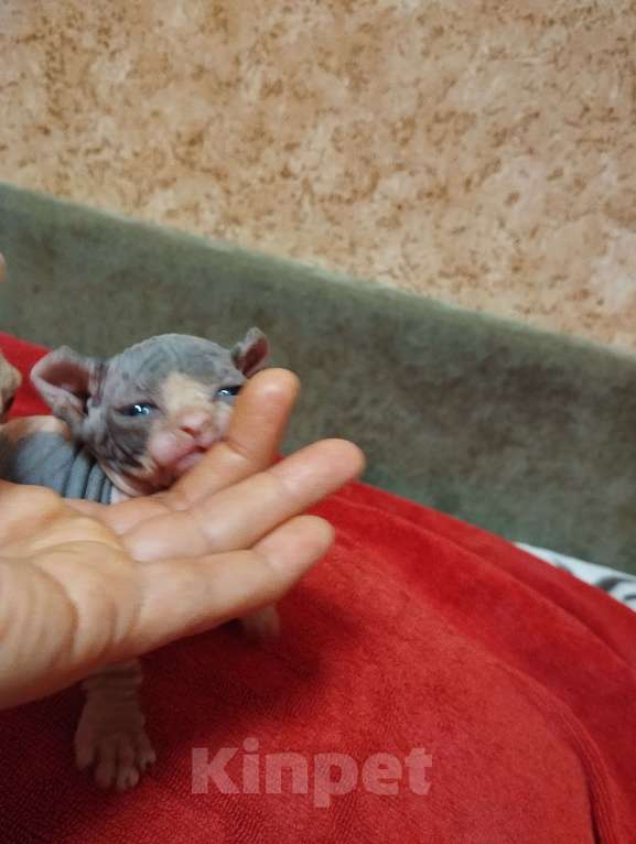 Кошки в Тутаеве: Малыш двэльф Девочка, 20 000 руб. - фото 1