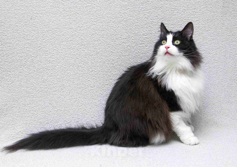 Кошки в Москве: Ласковый котик Орион в добрые руки Мальчик, Бесплатно - фото 3