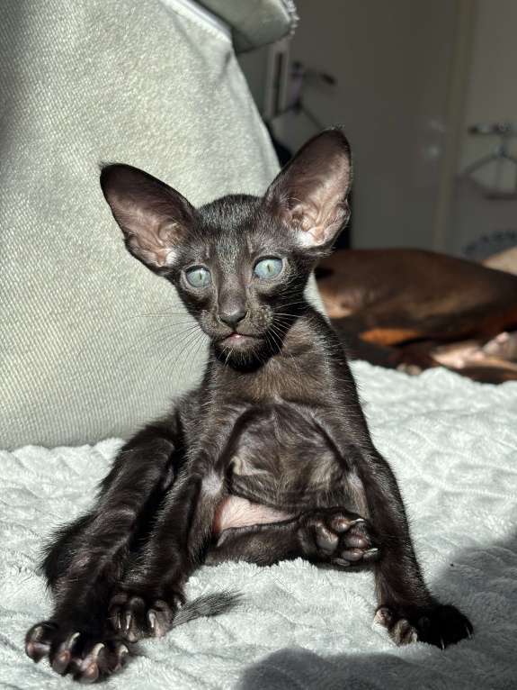 Кошки в Санкт-Петербурге: Ориентальный котенок Девочка, 30 000 руб. - фото 1