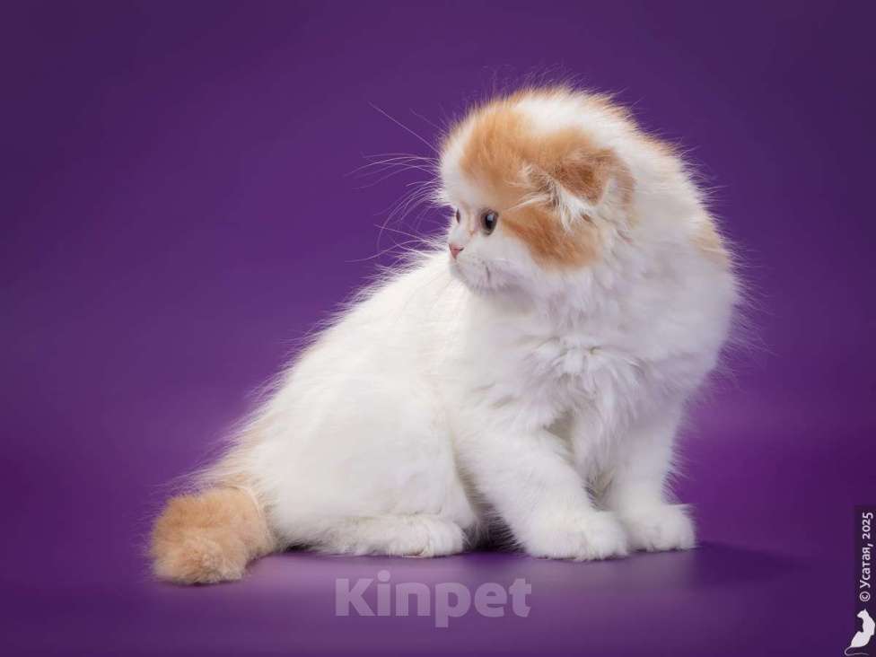 Кошки в Кисловодске: Шотландские котята Мальчик, 30 000 руб. - фото 2