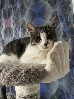 Котенок 5 месяцев