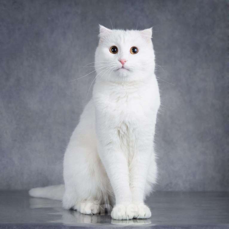 Кошки в Москве: Интеллигентный ласковый глухой котик Эклер Мальчик, Бесплатно - фото 3