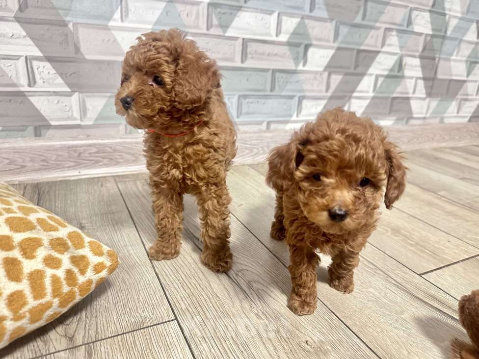 Собаки в Москве: Той -пудель мини ,Тиана Девочка, 150 000 руб. - фото 6